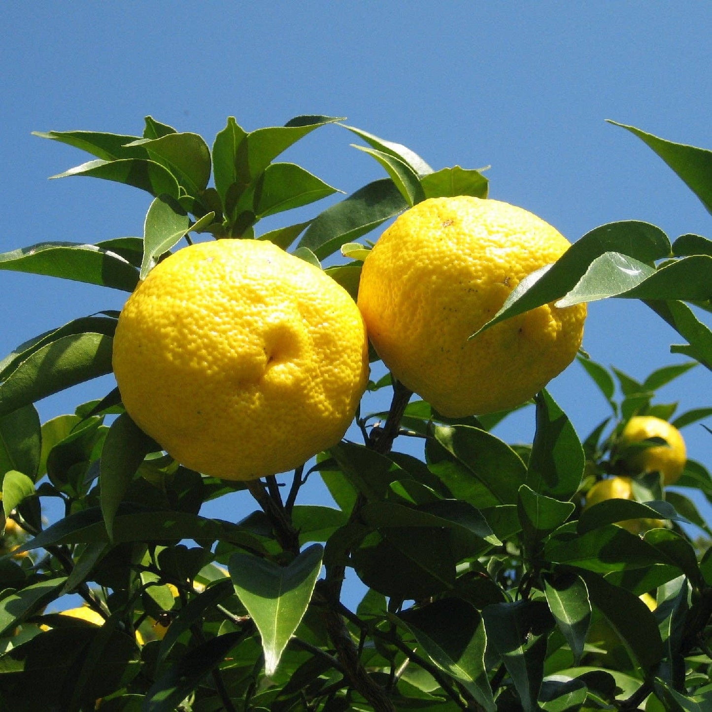 Yuzu Salt
