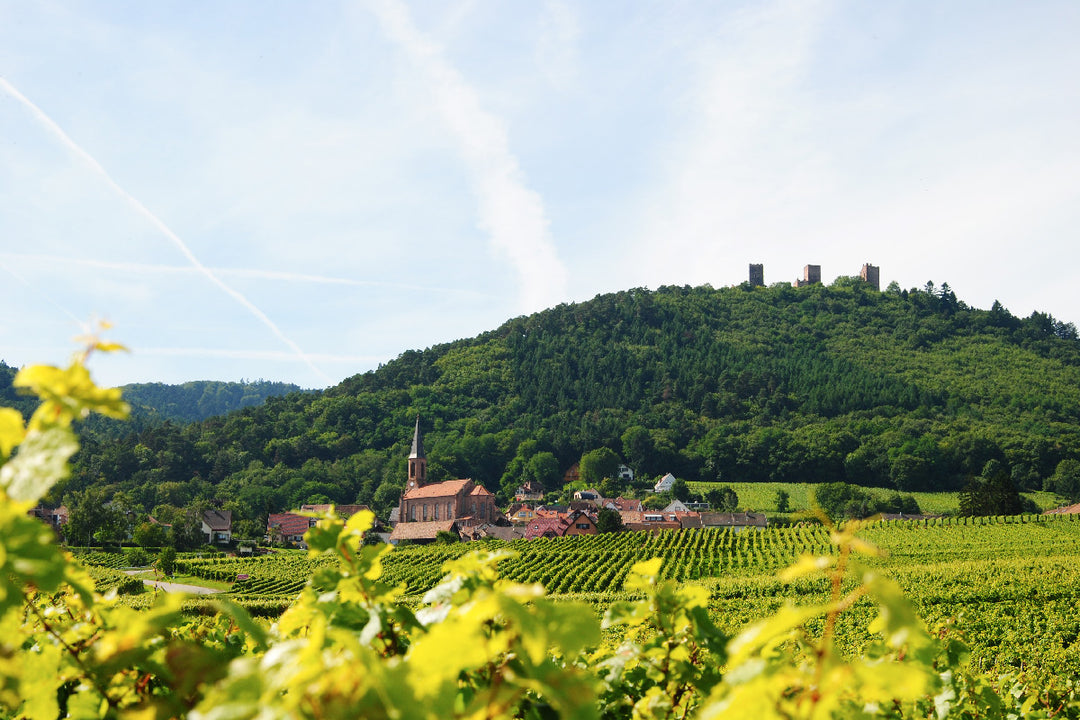 Kuentz-Bas 2024 Pinot Noir