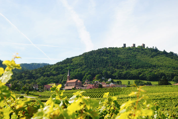 Kuentz-Bas 2024 Pinot Noir