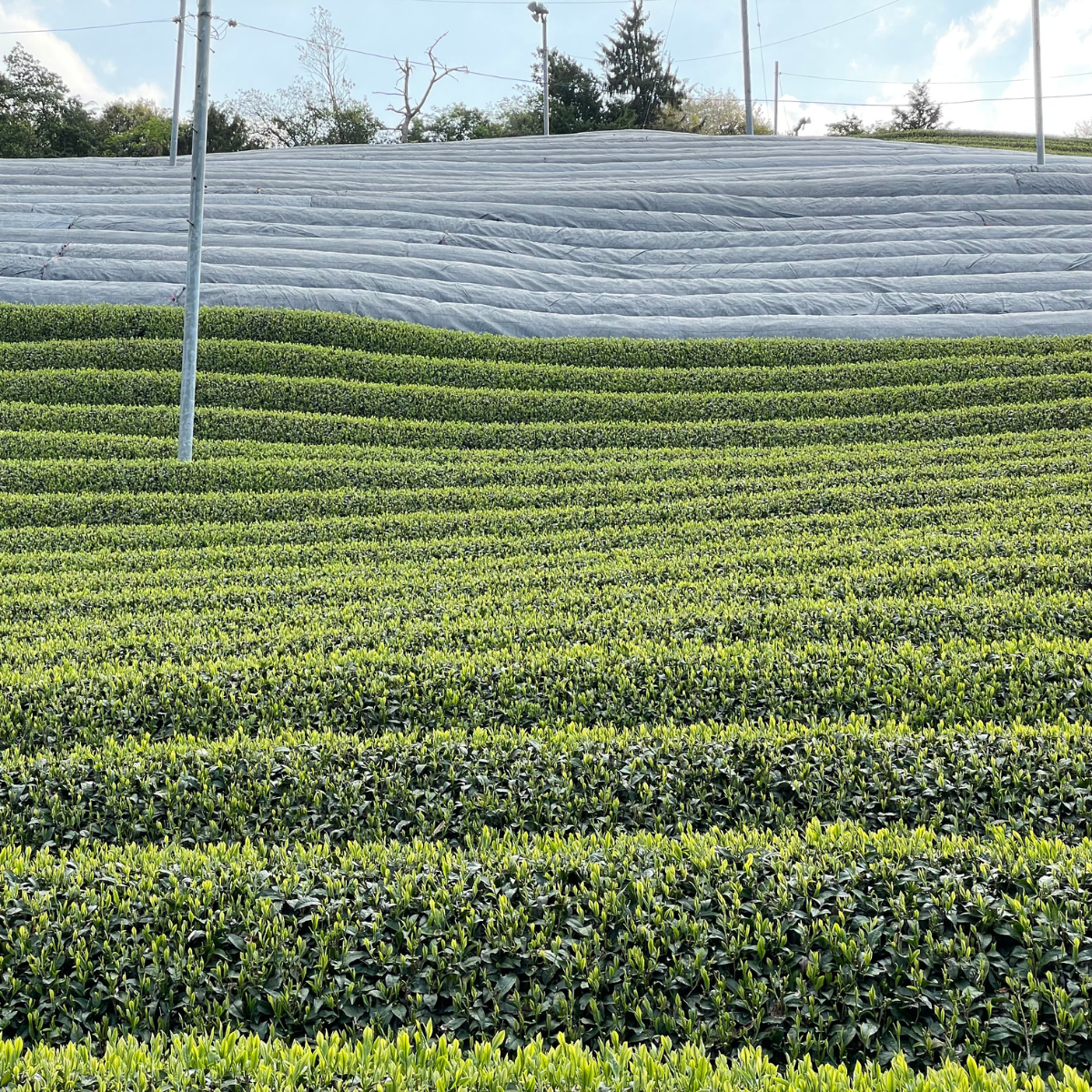 Organic Rosemary & Brown Rice (Genmaicha) Tea