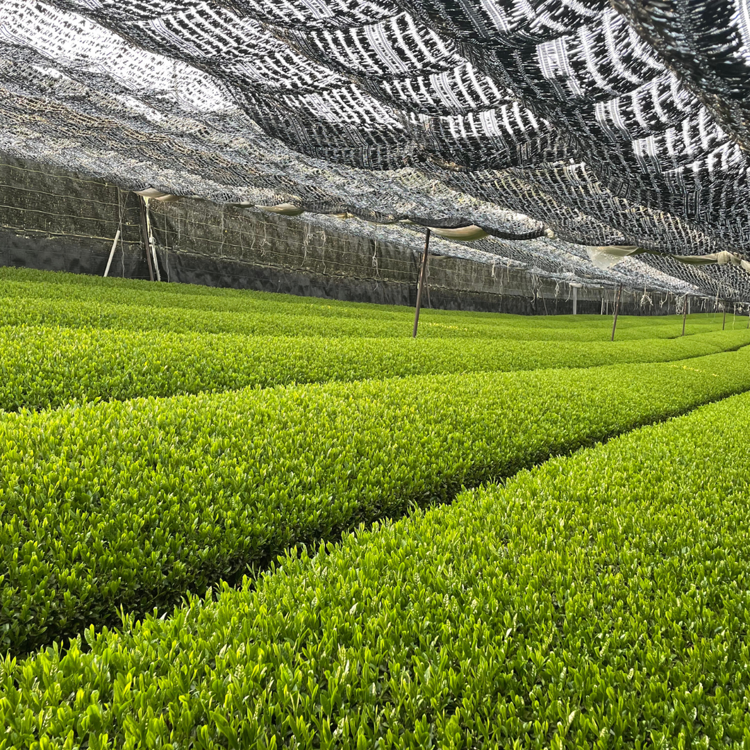 Organic Rosemary & Brown Rice (Genmaicha) Tea