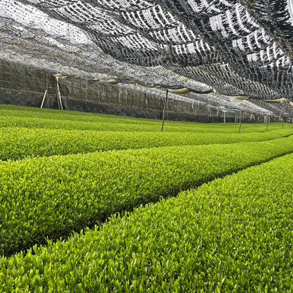 Organic Rosemary & Brown Rice (Genmaicha) Tea