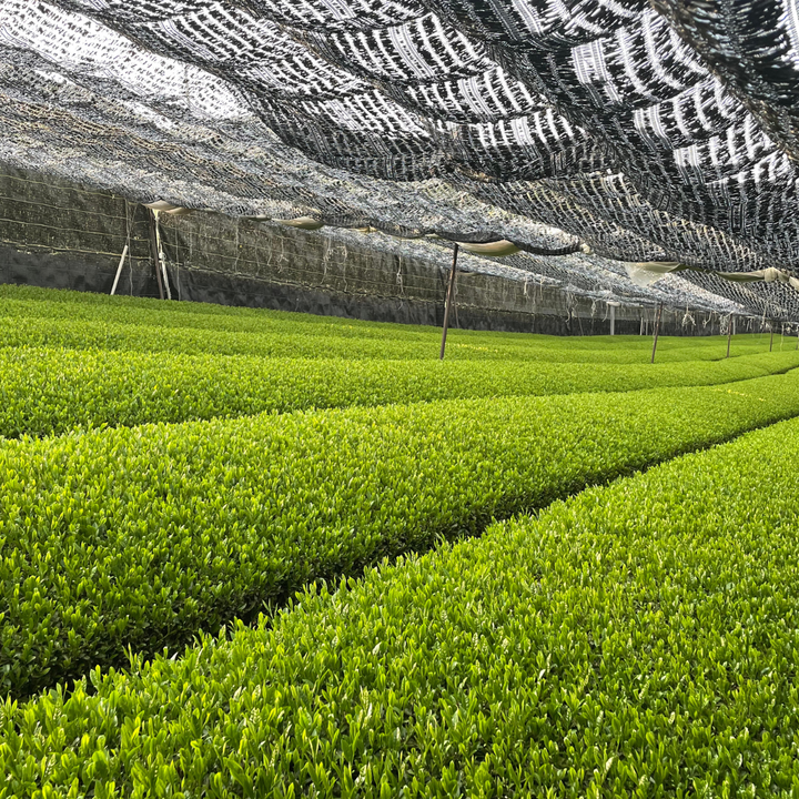 Organic Rosemary & Brown Rice (Genmaicha) Tea