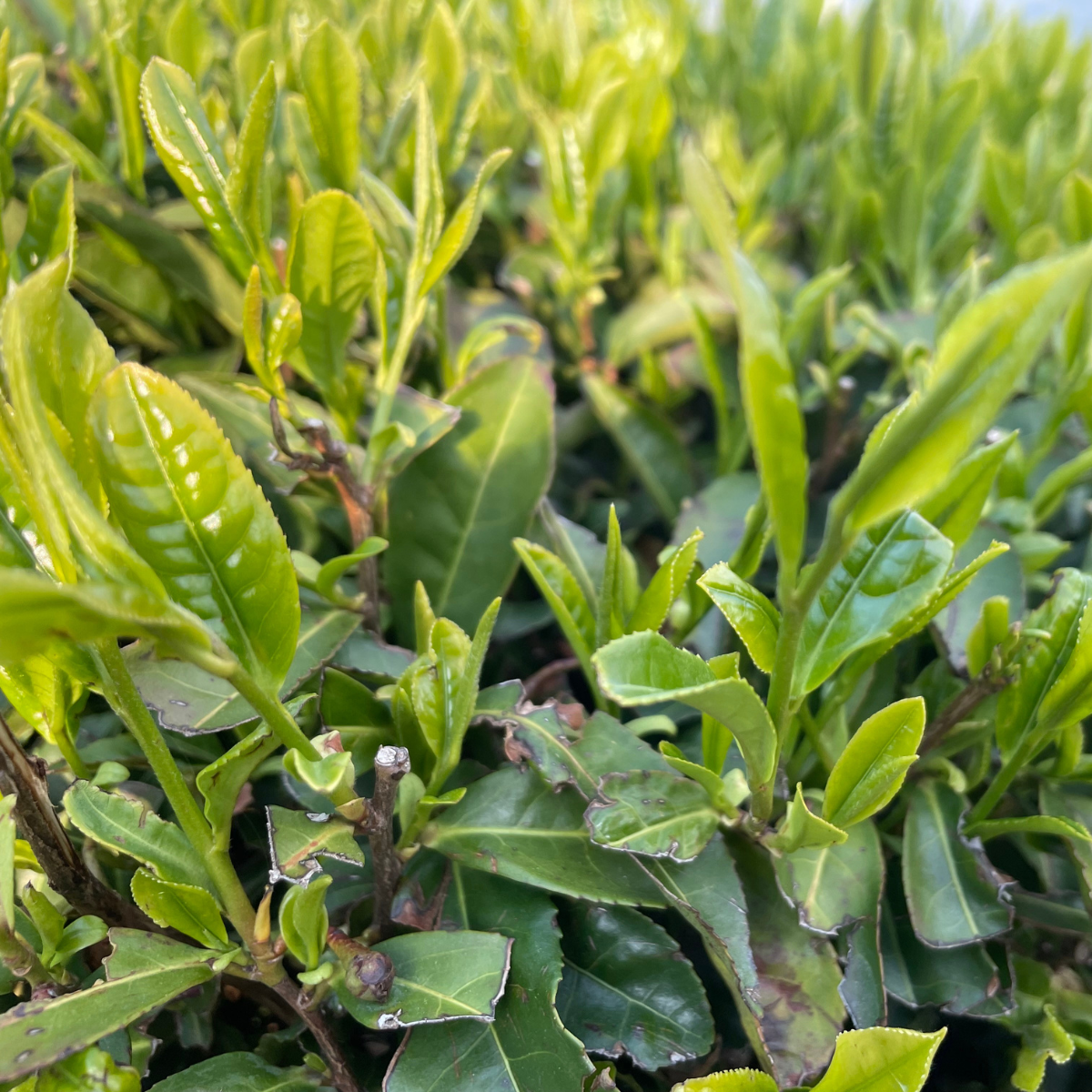 Organic Rosemary & Brown Rice (Genmaicha) Tea