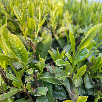 Organic Rosemary & Brown Rice (Genmaicha) Tea